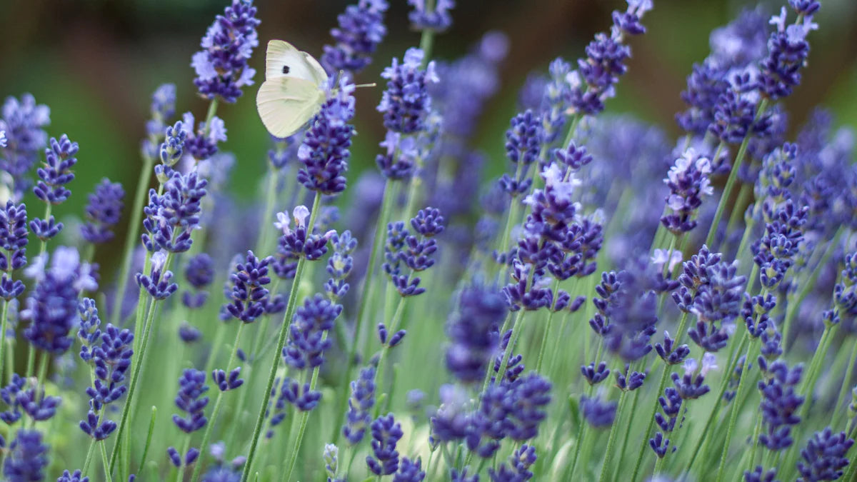 What is Lavender Callus CN and How It Benefits Your Skin