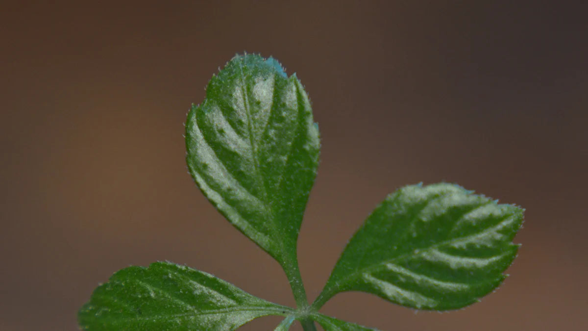 Understanding Gynostemma Pentaphyllum Callus Extract for Skin