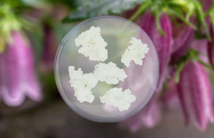 5 Amazing Uses of Campanula Punctata Callus Extracts