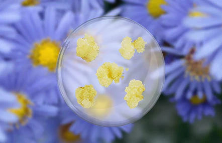 What is Ulleung Hae Guk and How It Benefits Your Skin