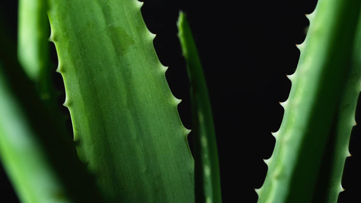 Top 3 Aloe Benefits in Skincare You Need