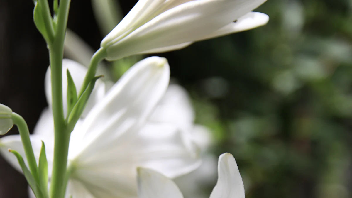3 Reasons FE Lilium Candidum C is a Skincare Must