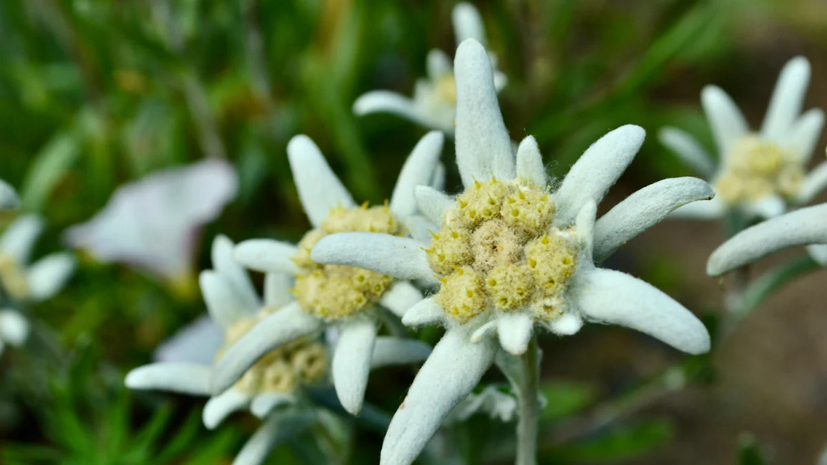 Why Edelweiss Callus Culture Extract Works for Anti-Aging