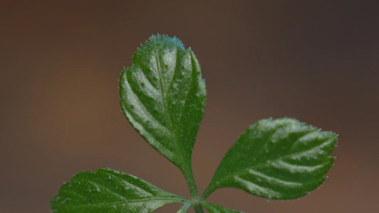 Understanding Gynostemma Pentaphyllum Callus Extract for Skin