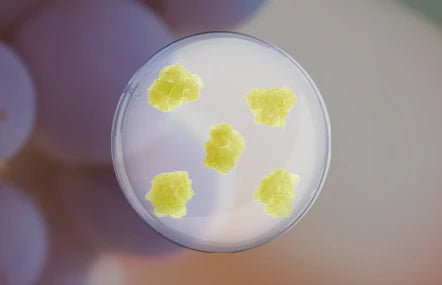 3 Ways Grape Callus Culture Extract Transforms Your Skin