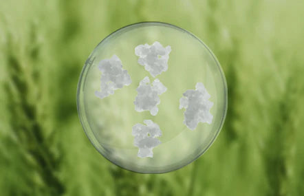 How Is Hydrolyzed Rye Phytoplacenta Extracted?