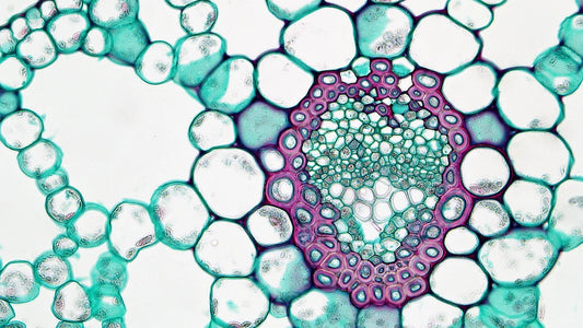 Why Plant Stem Cells Are the Future of Skincare